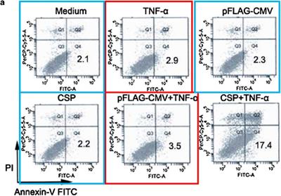 Retraction: The Plasmodium circumsporozoite protein, a novel NF-κB inhibitor, suppresses the growth of SW480